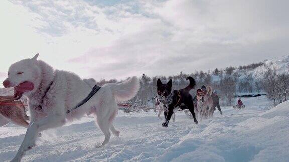 人们在挪威玩狗拉雪橇