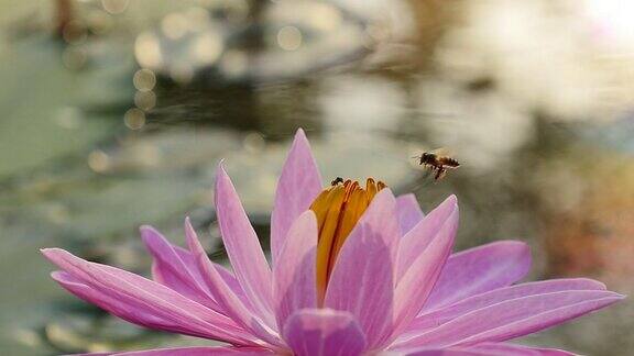 蜜蜂在早晨的粉红莲花上(缓慢)