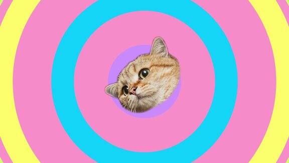 旋转头猫在彩色背景与移动的圆圈视频动画
