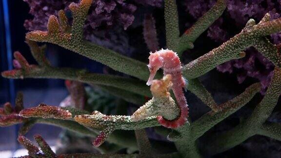 水族馆里的海马