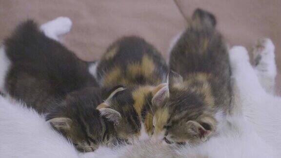 这只猫喂养小猫的生活方式小猫们在慢动作视频中吮吸乳房猫妈妈和小猫