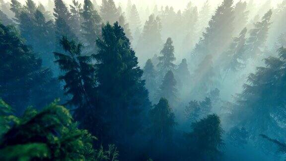 飞行在松林覆盖着晨雾高清化