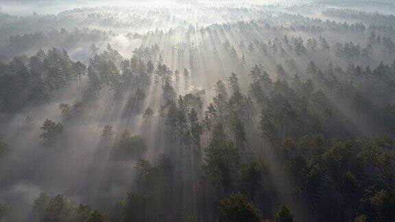 空中拍摄的日出雾蒙蒙的森林清晨飞过松树4kUHD