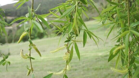 垂柳(巴比伦柳树)美丽的枝条与精致的叶子和年轻的柳絮