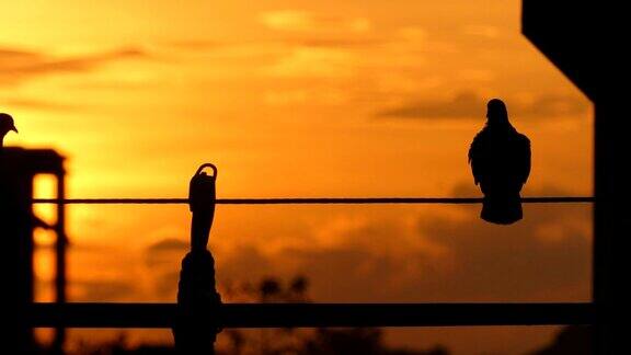 鸽子站在夕阳背景下的电线上