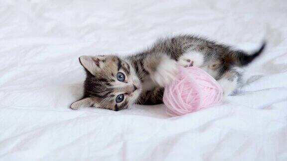 4k条纹家猫玩家白色的床上有一只可爱的小猫穿着粉红色的线团