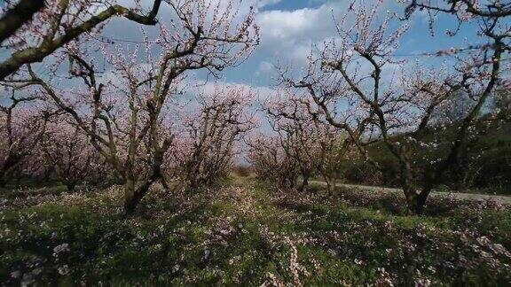 春天桃树盛开的果园