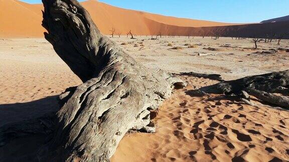 拍摄于纳米布沙漠的枯树