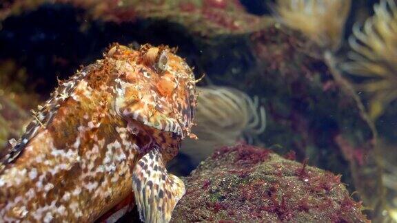 热那亚水族馆蝎子鱼