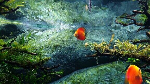 橙色的鱼在透明的水面上嬉戏