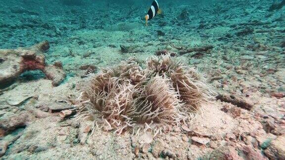 小丑鱼(Amphiprionclarkii)被珊瑚漂白的环境问题所包围