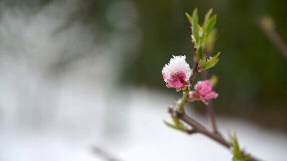 霜冻的冬季风景-冰雪覆盖一枝盛开的桃子