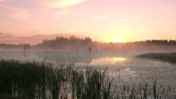 雾气蒙蒙的早晨沼泽上的日出