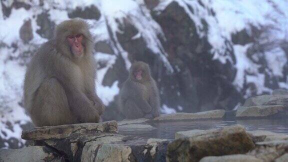著名的雪猴在日本的天然温泉中饮水