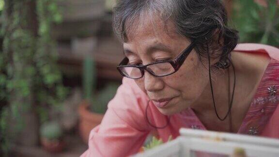 亚洲高级妇女种植和照顾仙人掌小树