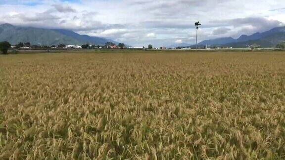 台湾台东黄稻田的慢风