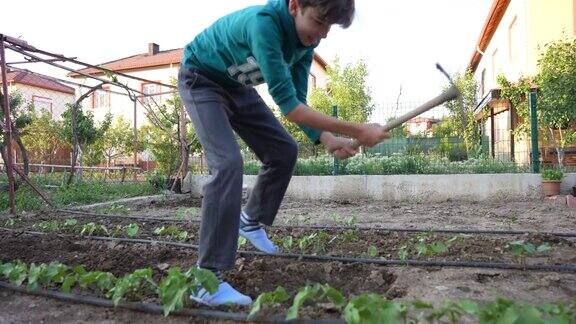 孩子们在农业的有机菜园里种植蔬菜