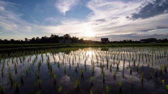 稻田倒映着夕阳下的天空和随风摇曳的稻谷