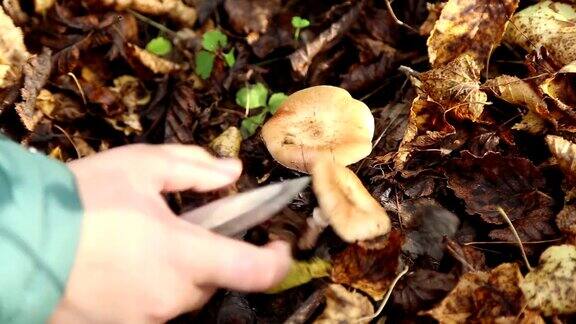 男孩在森林里采蘑菇