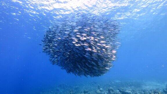 鱼群和跑鹃杰克在加勒比海珊瑚礁水库拉索岛