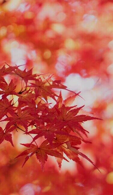 秋天的枫叶带着淡淡的闪光
