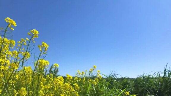 许多黄花摇曳着