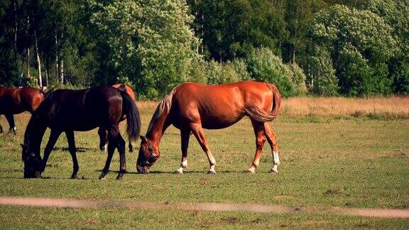 马在绿油油的牧场上吃草乡间夏天的风景