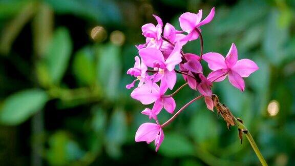 森林里紫色野生兰花的特写委内瑞拉卡纳马国家公园