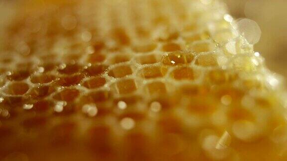 生物蜂蜜和真正的蜂蜜滴在一个罐子里我蜂房滴蜜