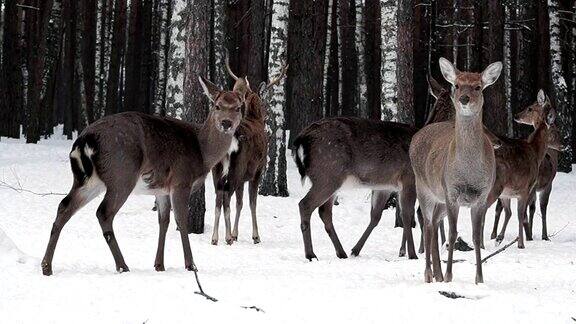 乌克兰自然保护区的优良鹿