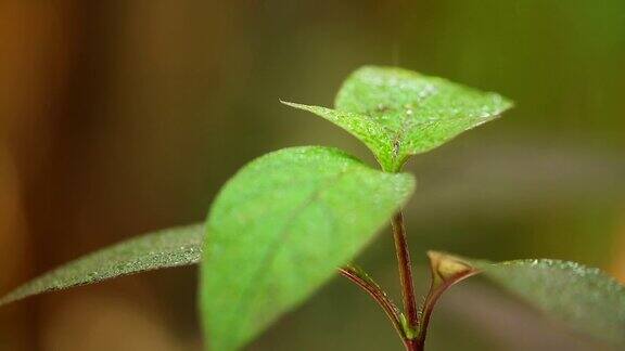 落在植物叶子上的雨滴