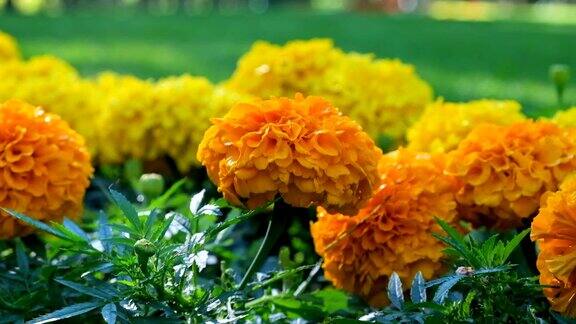 美丽的兰花和花园里的黄色花朵一个温暖阳光明媚的日子宜人的风