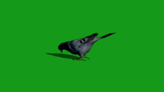 鸽子吃食物绿色画面运动图形