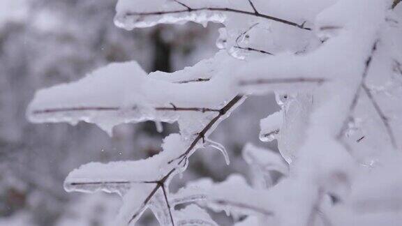 冬天的一天公园里美丽茂盛的圣诞树树枝上挂满了雪花