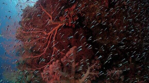 色彩斑斓的珊瑚礁柳珊瑚和数以百万计的鱼