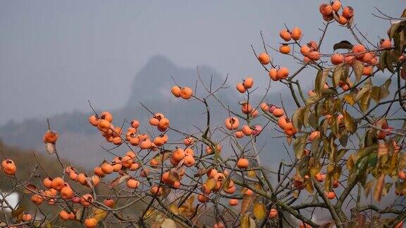 秋天的柿子树中国桂林