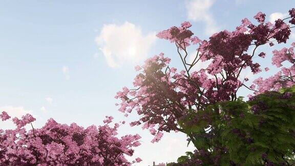 蓝色的天空和盛开的蓝花楹粉红色的树4K