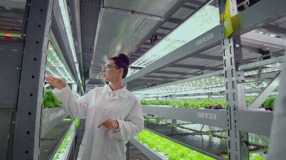 男男女女科学家们在一个种植蔬菜和草药的现代金属农场的走廊里工作检查装有绿色植物的货架并将数据输入电脑