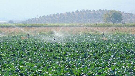 种植绿色植物的田地用喷雾灌溉系统灌溉
