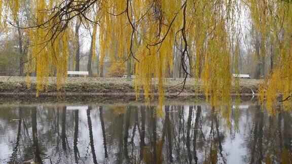 池塘上垂柳垂枝背景是胡同附近一个树木和长椅的公园