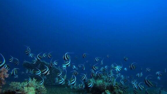 红海海生旗鱼