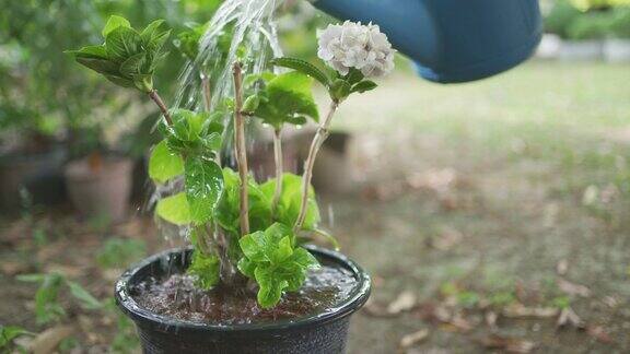 给绣球花浇水