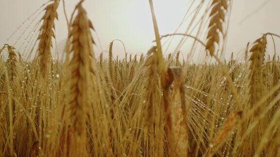 雾中金色的麦穗
