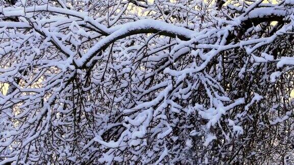 雪下的苹果树