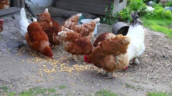 村子里的鸡在吃草
