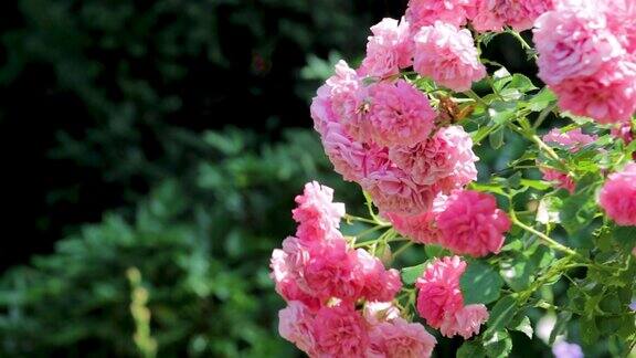 花园里开着粉红色大花的粉红色大灌木