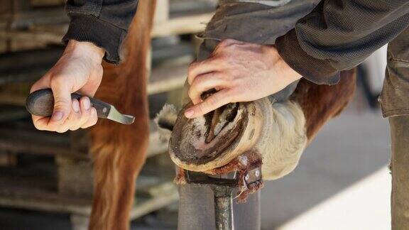 蹄铁匠用刀修剪和塑造马蹄照顾好宠物