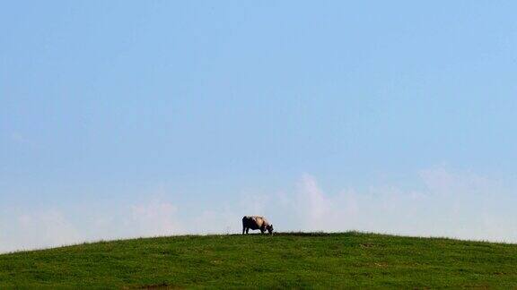 小山上的牛
