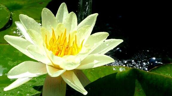 黄色的睡莲漂浮在池塘里