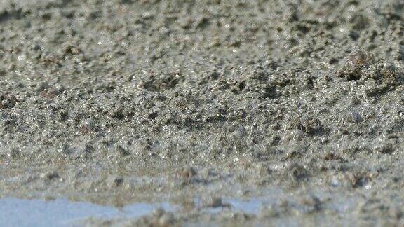 近距离特写:数千只令人毛骨悚然的巴厘小海蟹在岩石上爬行